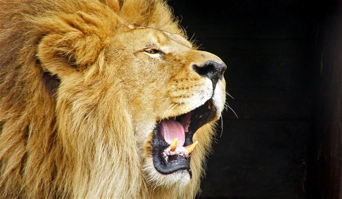 Daniel og løvenes konge