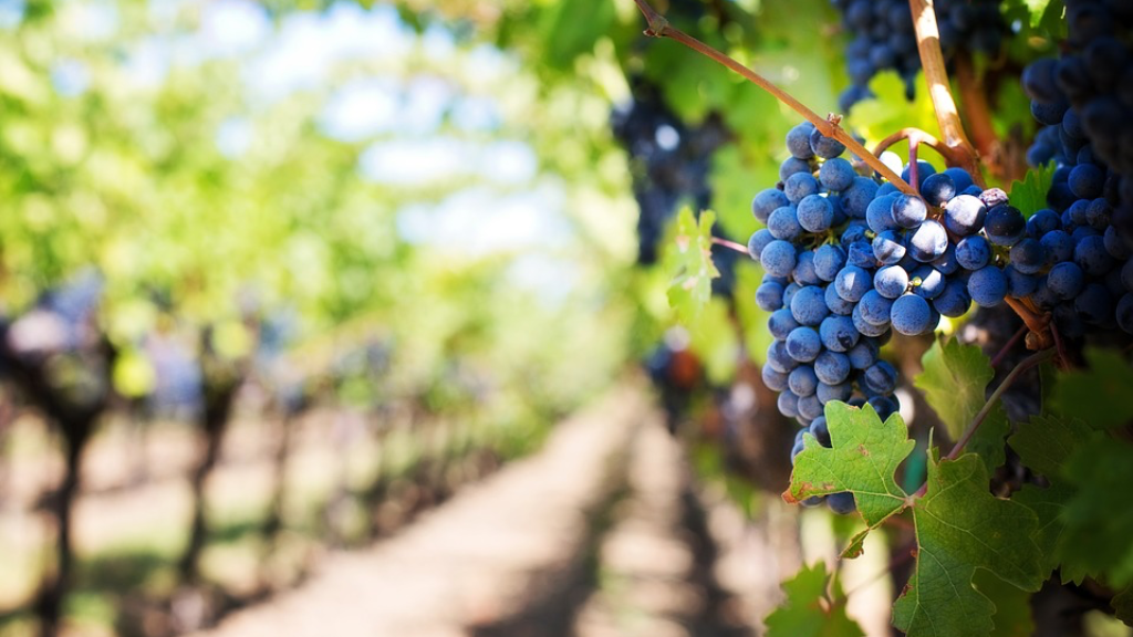 Lignelsen om arbeiderne i vingården