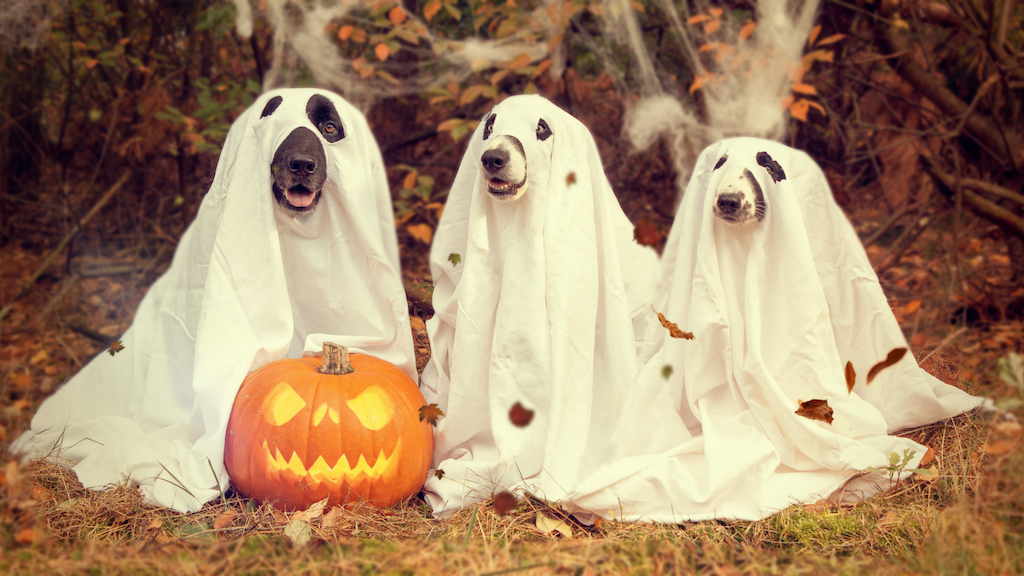 Vi bruker mer penger på Halloween-kostymer til kjæledyra våre enn til å nå de minst nådde med evangeliet