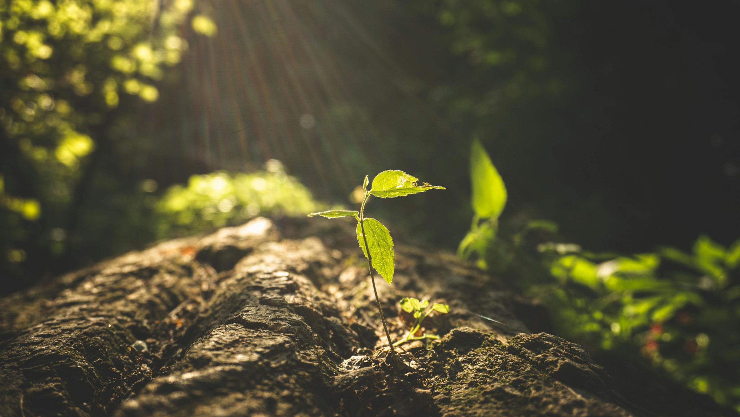 Å skade naturen er å skade noe som tilhører Gud